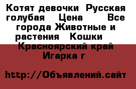 Котят девочки “Русская голубая“ › Цена ­ 0 - Все города Животные и растения » Кошки   . Красноярский край,Игарка г.